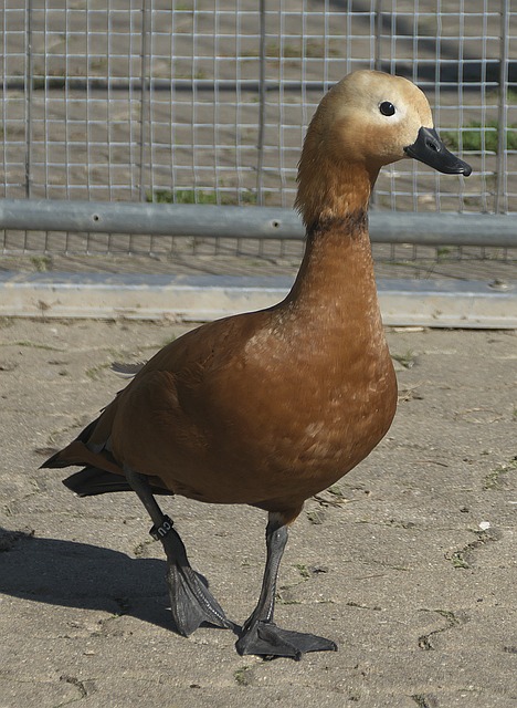 显示